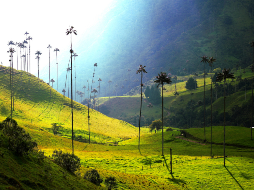 Valle de Cocora, Colombia / Foto: Juan.gui99 [CC BY-SA 4.0] Wikimedia Commons