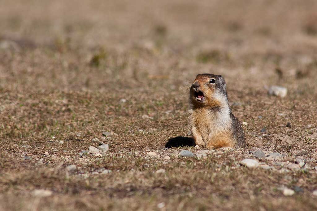 Marmota en los Pirineos / Foto (cc) Gavin Schaefer (Flickr)