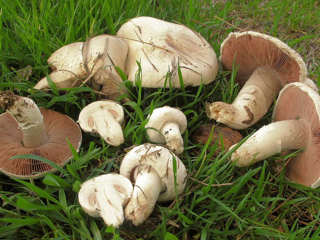 Agaricus campestris o champiñon / Foto (cc): Byrain at-Mushroom Observer (Wikimedia Commons)