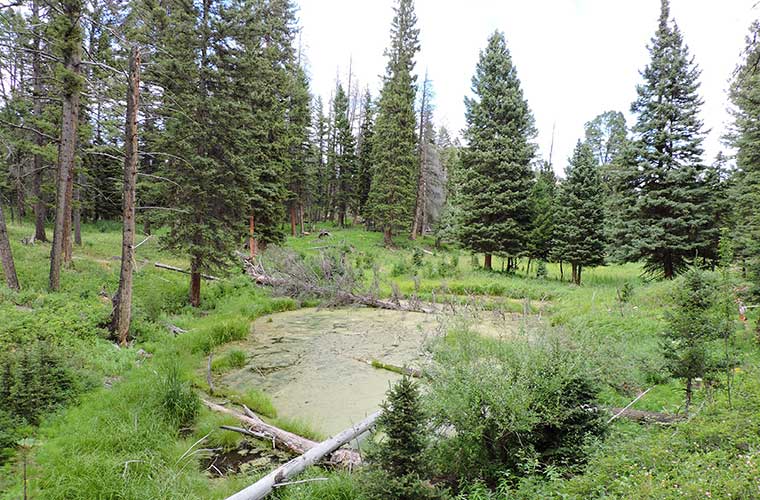 Beavers Pond Trail / Foto: halfuur (Wikimedia Commons)