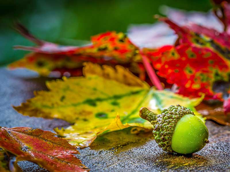 Consejos para la fotografía de otoño / Foto: Julius Drost