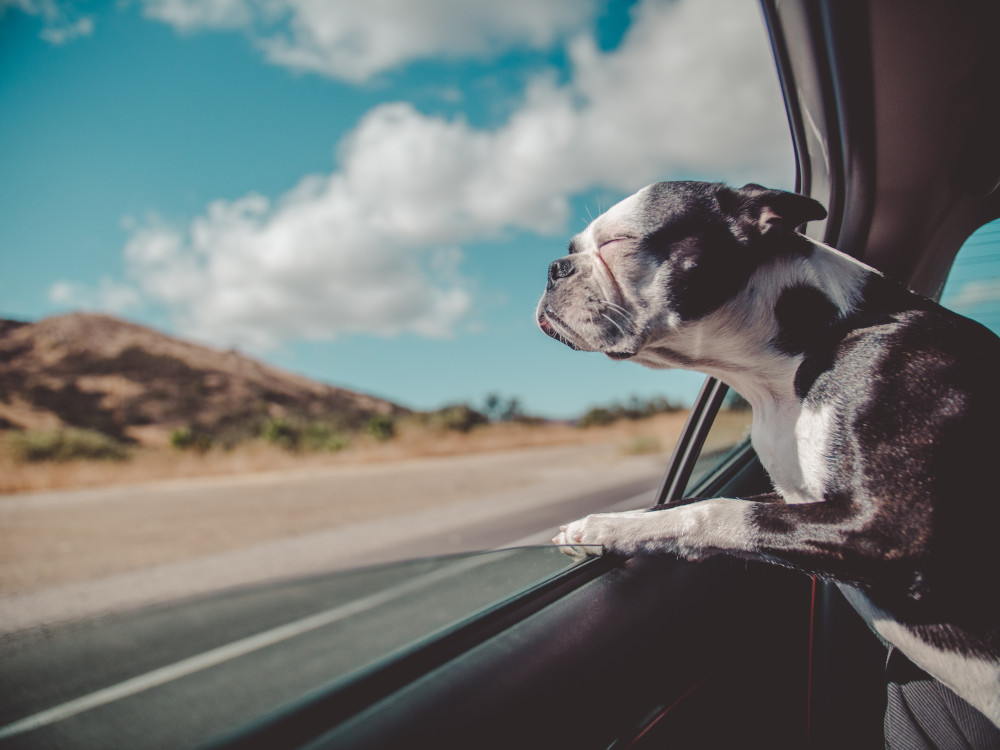 Viajar con mascotas / Foto: Avi Richards (unsplash)