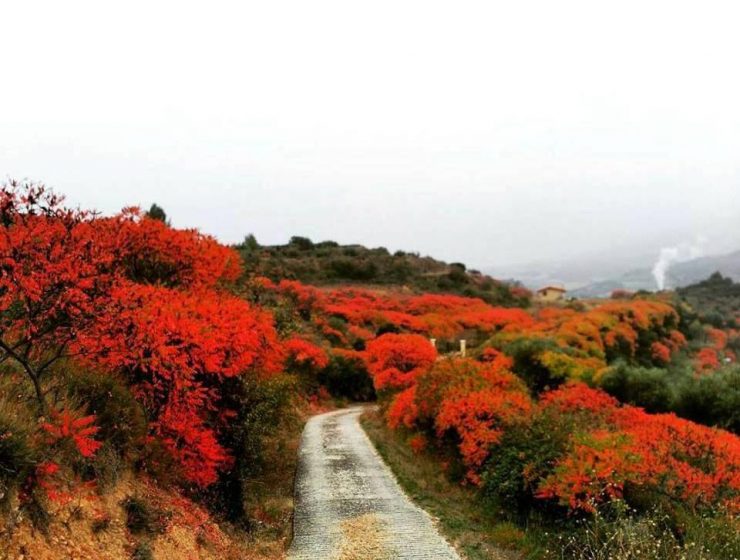 Bosque de Zumaques en Estella-Lizarra, Ruta del Zumaque / Foto: Vitori Vidaurre