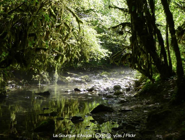 La petite Amazonie / Foto: ycas (Flickr)