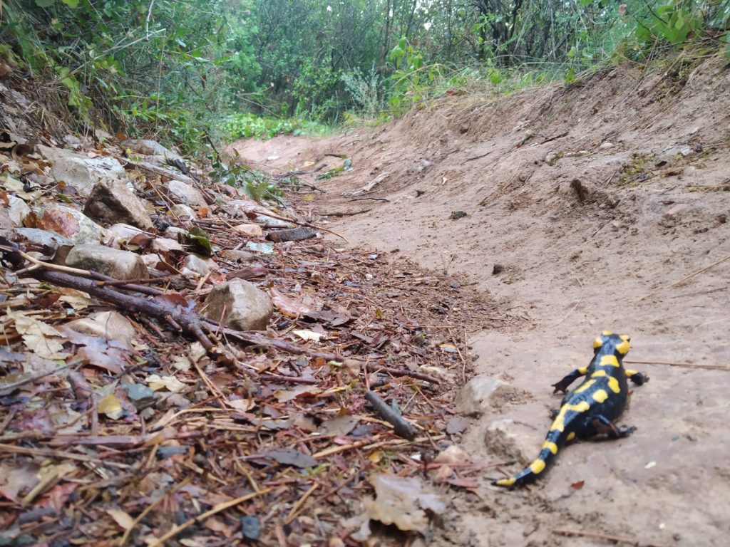 En los bosques umbríos, si ha llovido, la salamandra sale a alimentarse o a reproducirse. Foto Rafa López Martín