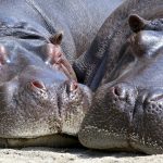 Dos hipopótamos descansando al sol en la arena. / Foto: Don Orchard (Pixabay)