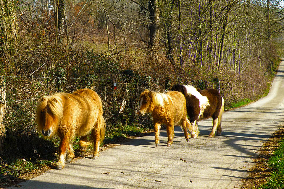Caballos cerca de Elizondo